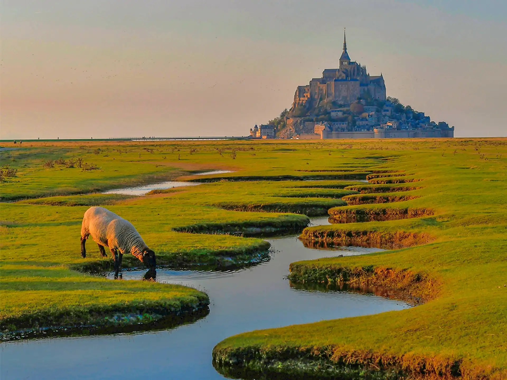 Le mont saint michel polder et mouton