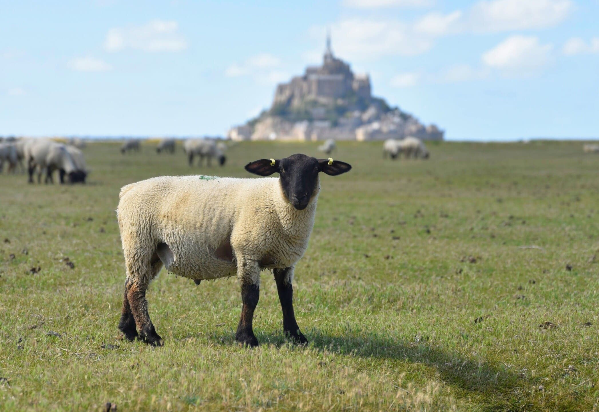 Le Mont Saint Michel et le mouton à marée basse