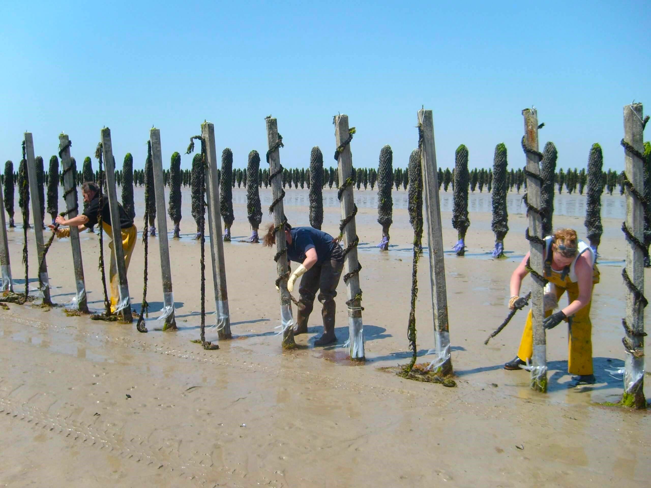 Travailleurs de la mer moules de bouchots Agon Coutainville